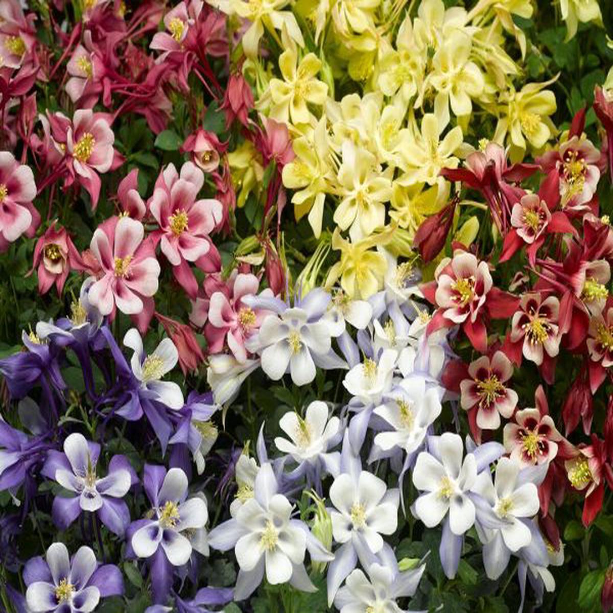 Aquilegia caerulea Kirigami Mix