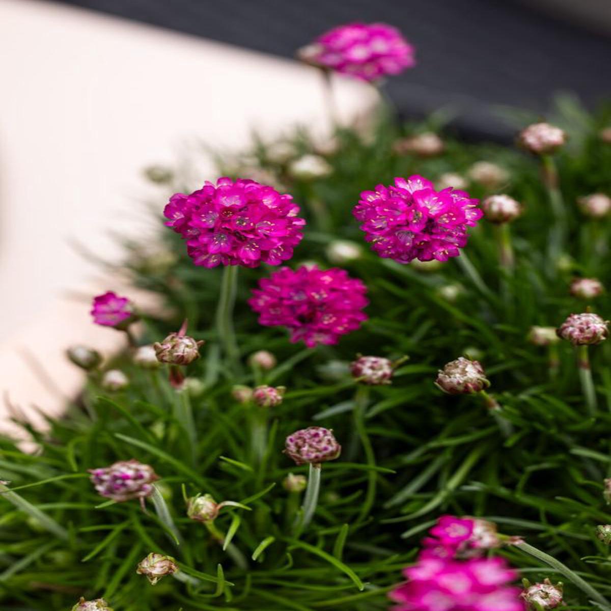 Armeria maritima Armada Rose