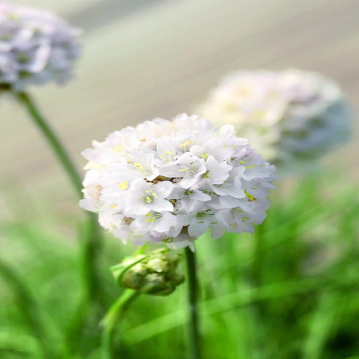 Armeria maritima Morning Star White