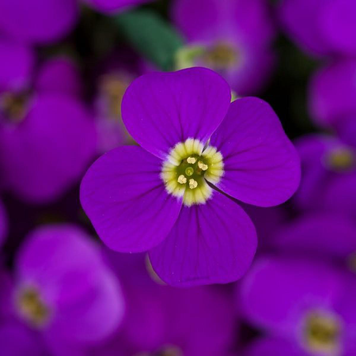 Aubrieta hybrida Audrey Purple Shades