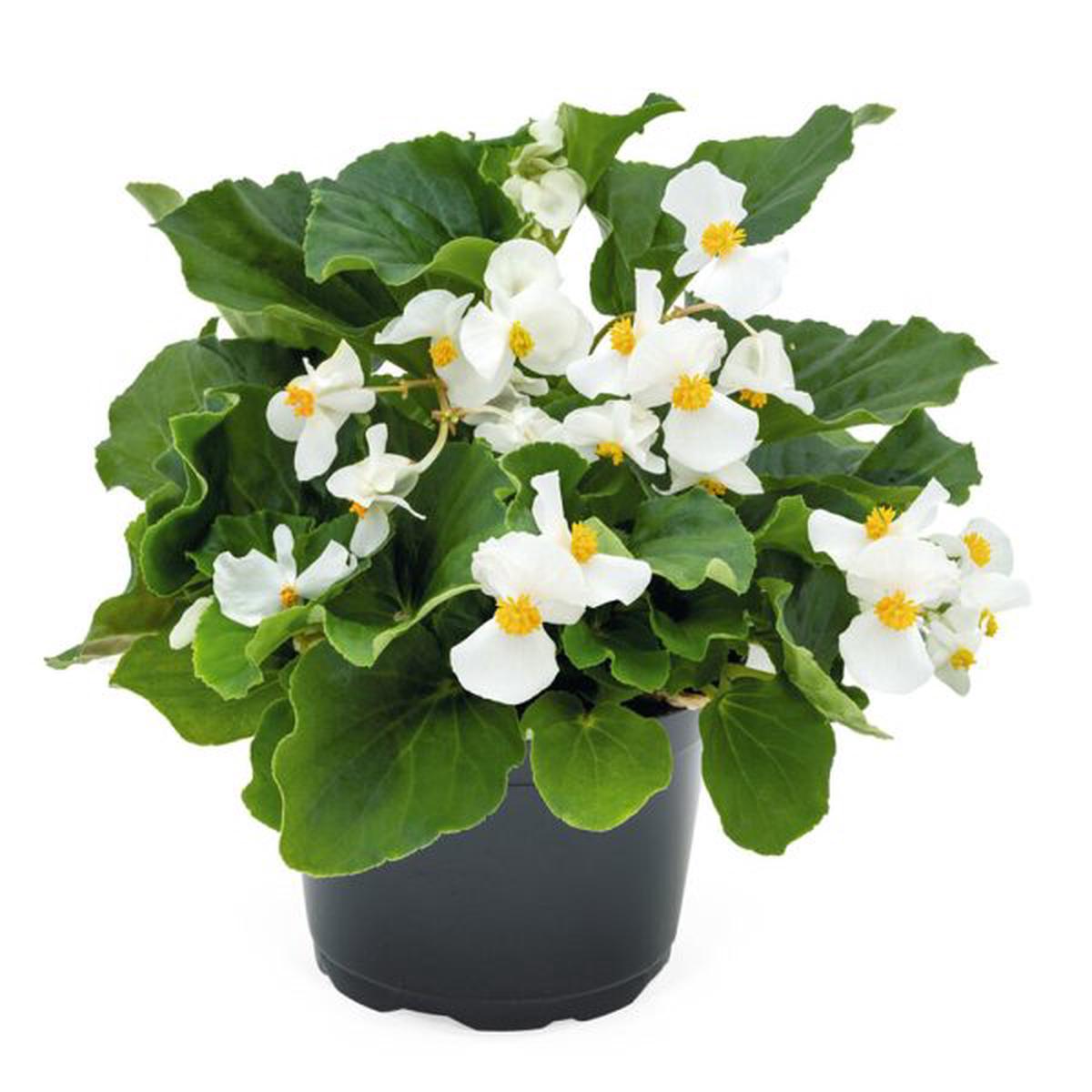 Begonia benariensis Big White With Green Leaf