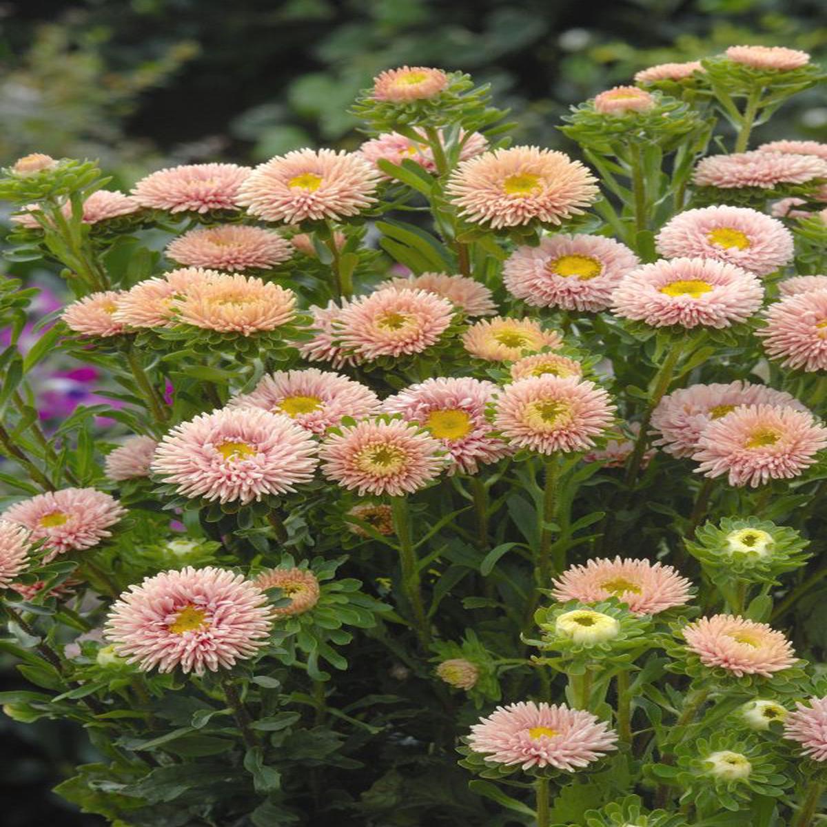 Callistephus (Aster) chinensis Matsumoto Apricot