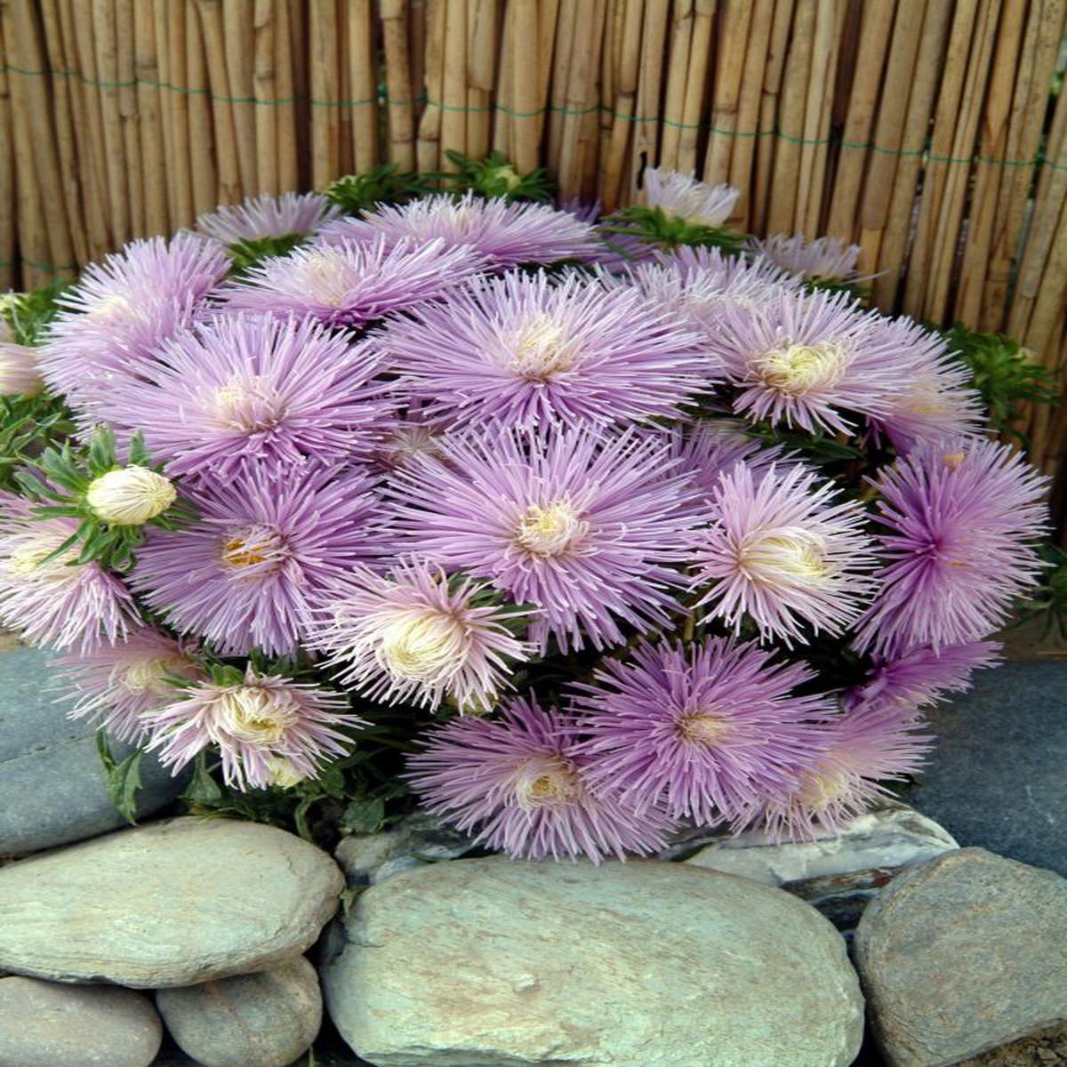 Callistephus (Aster) chinensis Starlight Powder Blue