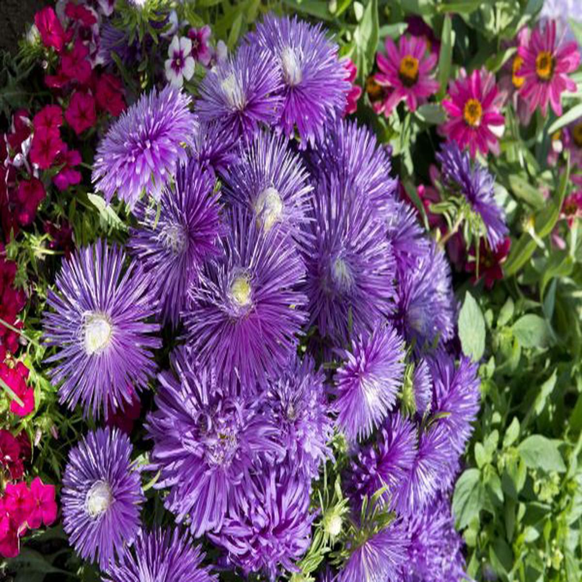 Callistephus (Aster) chinensis Starlight Purple