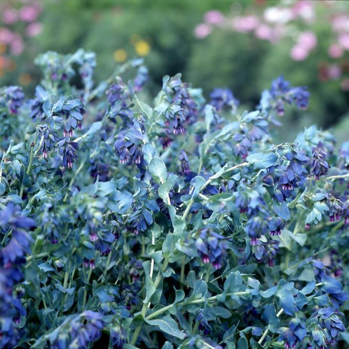 Cerinthe major Purpurascens Kiwi Blue
