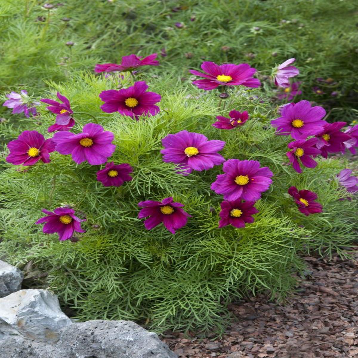 Cosmos bipinnatus Candyfloss Red