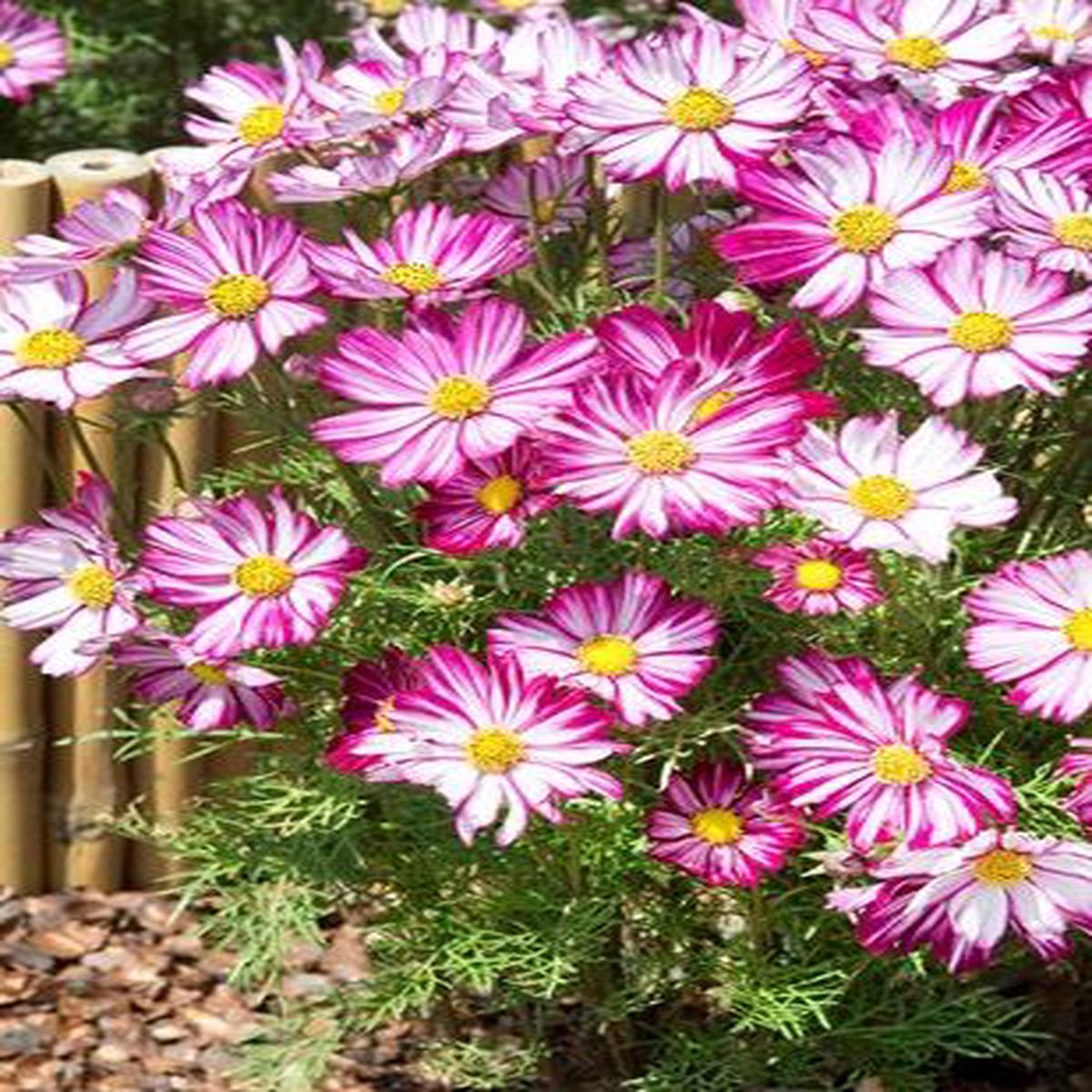 Cosmos bipinnatus Dwarf Purple Picotee