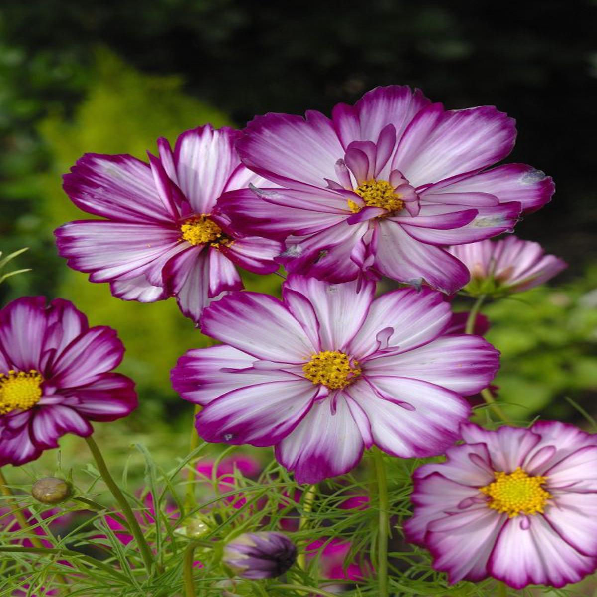 Cosmos bipinnatus Fizzy Rose Picotee