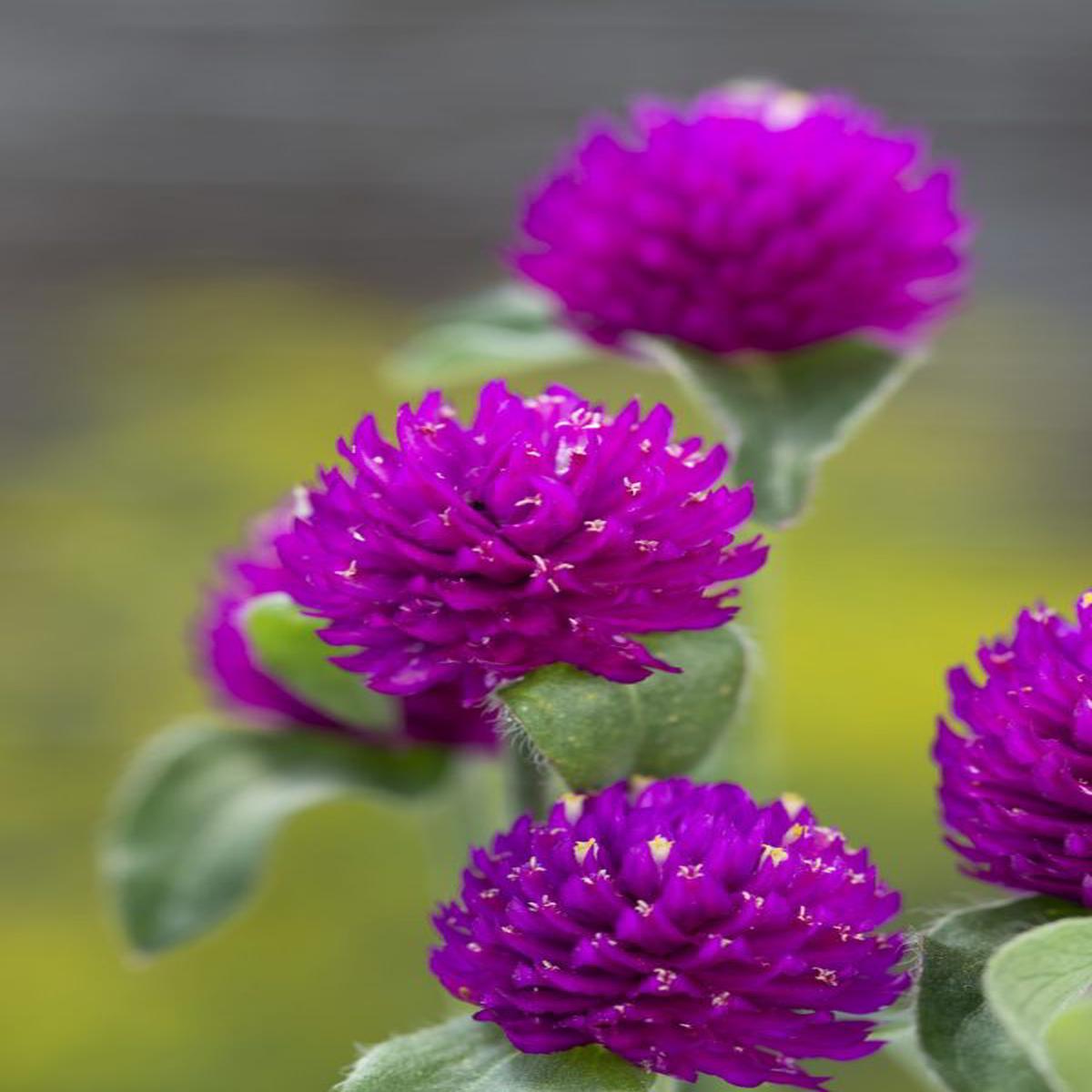Gomphrena globosa Purple