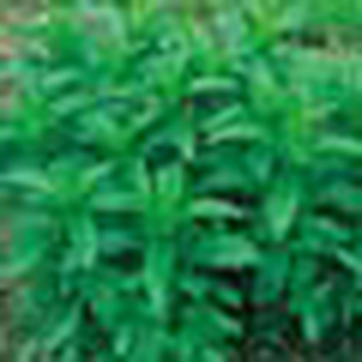 Mentha piperita (Peppermint)