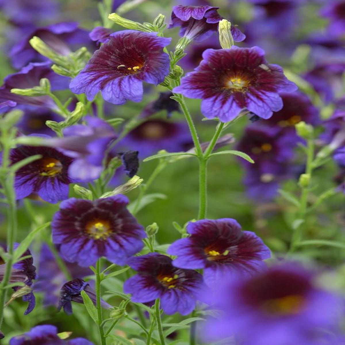 Salpiglossis sinuata Kew Blue