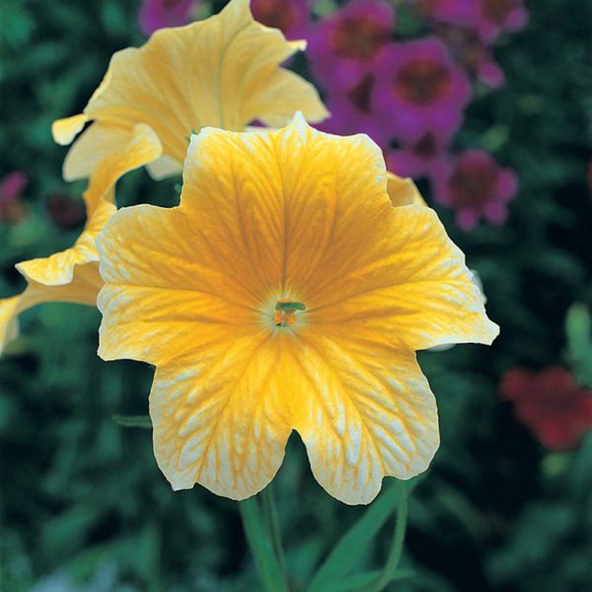 Salpiglossis sinuata Royale Yellow