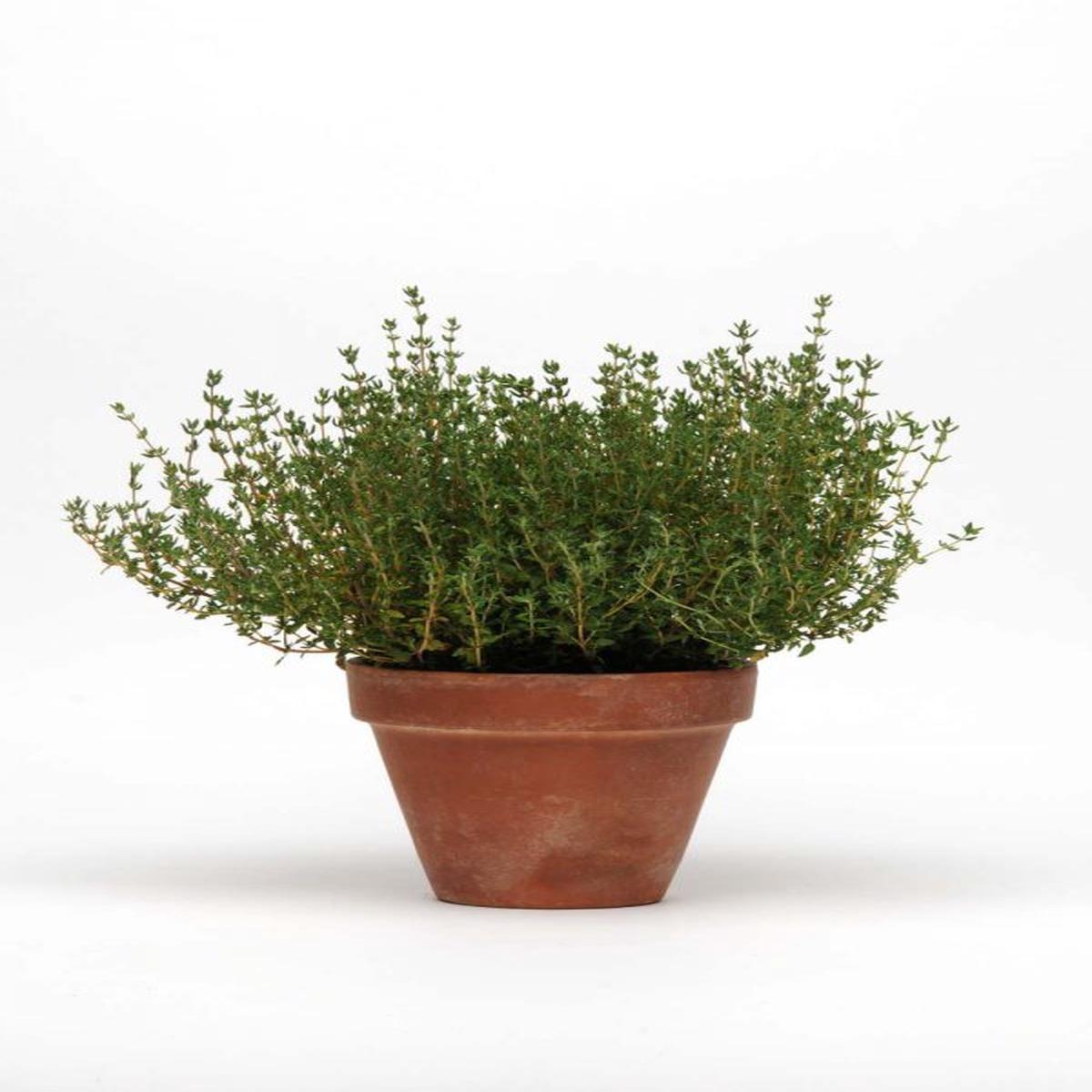 Simplyherbs thymus vulgaris (Multipills)
