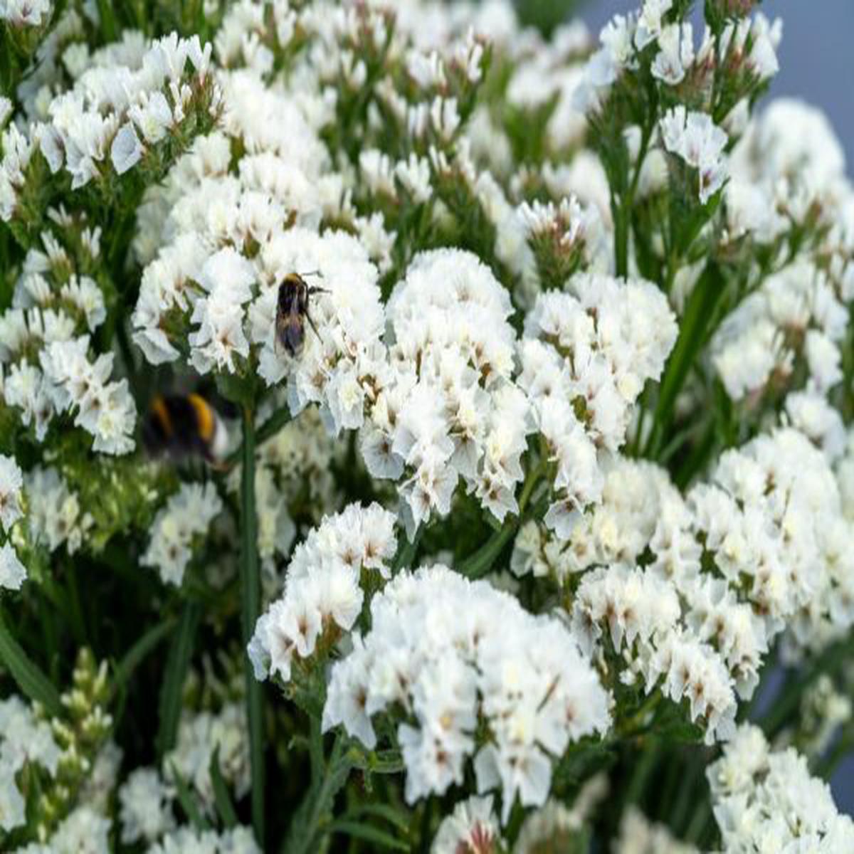 Statice/Limonium sinuatum Hipster White
