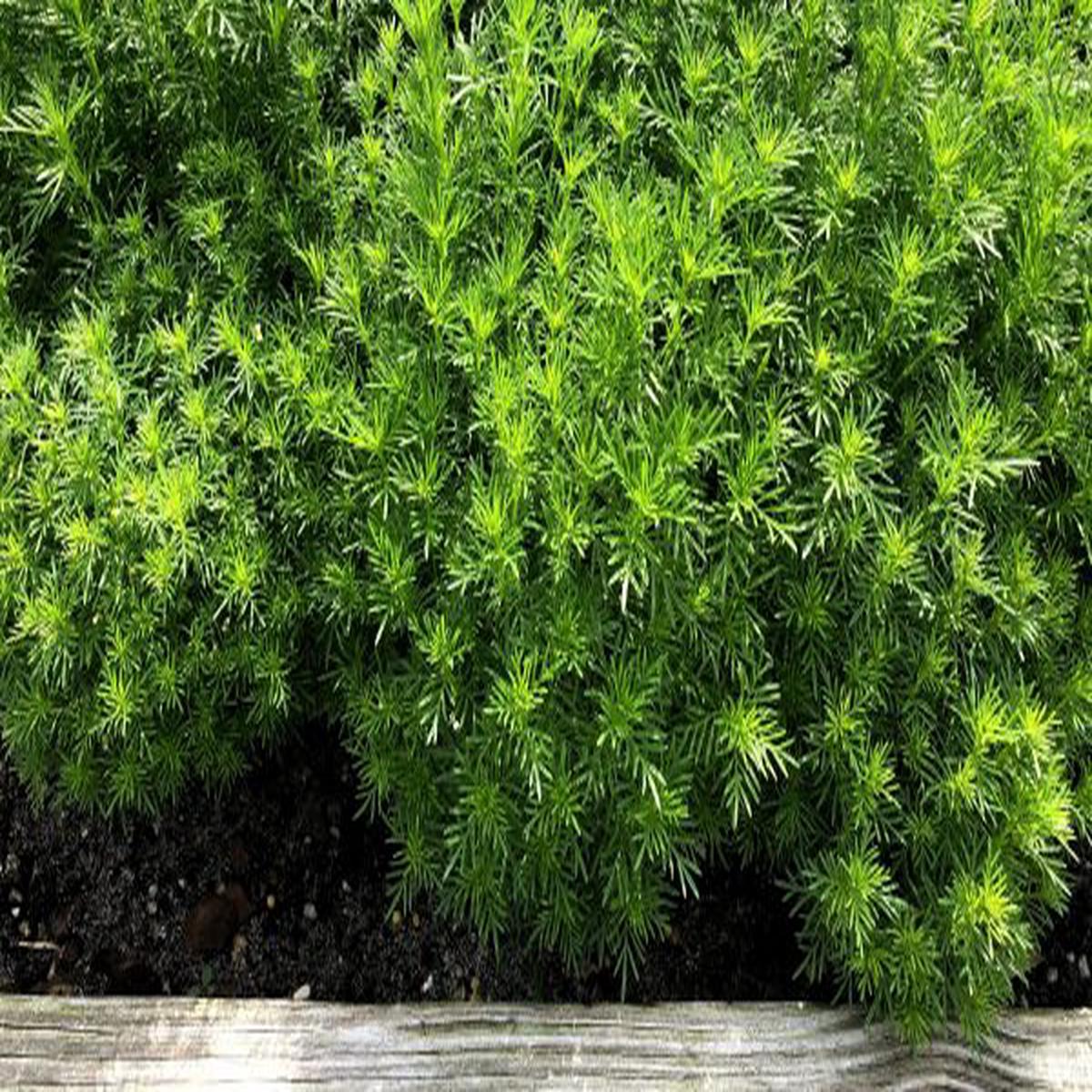Tagetes fillefolia Dropshot