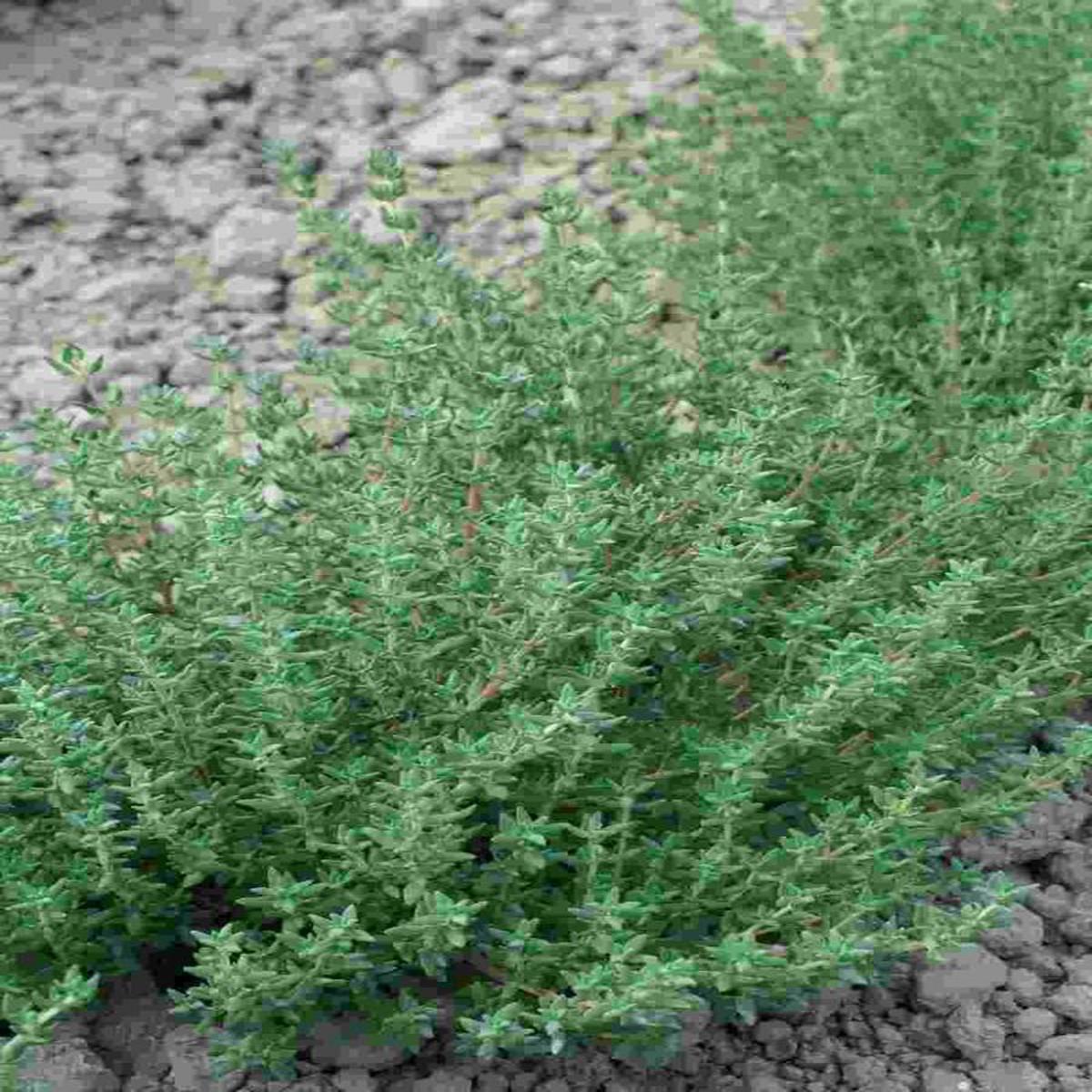 Thymus vulgaris Winter Thyme