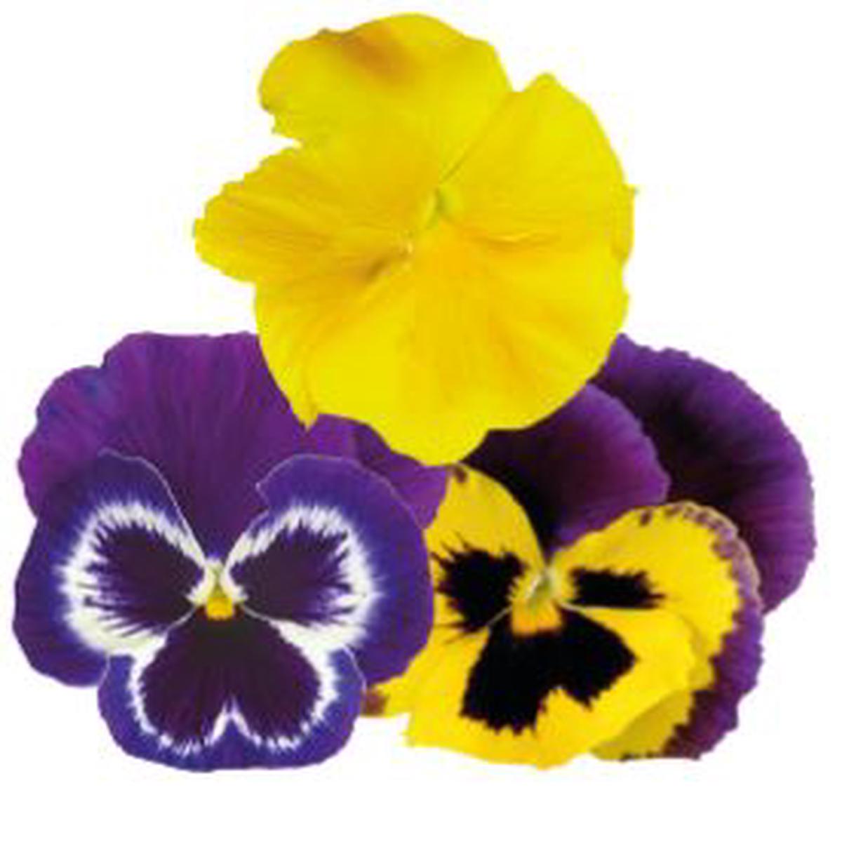 Viola wittrockiana Inspire Plus Mardigras Mix (BeGreen)
