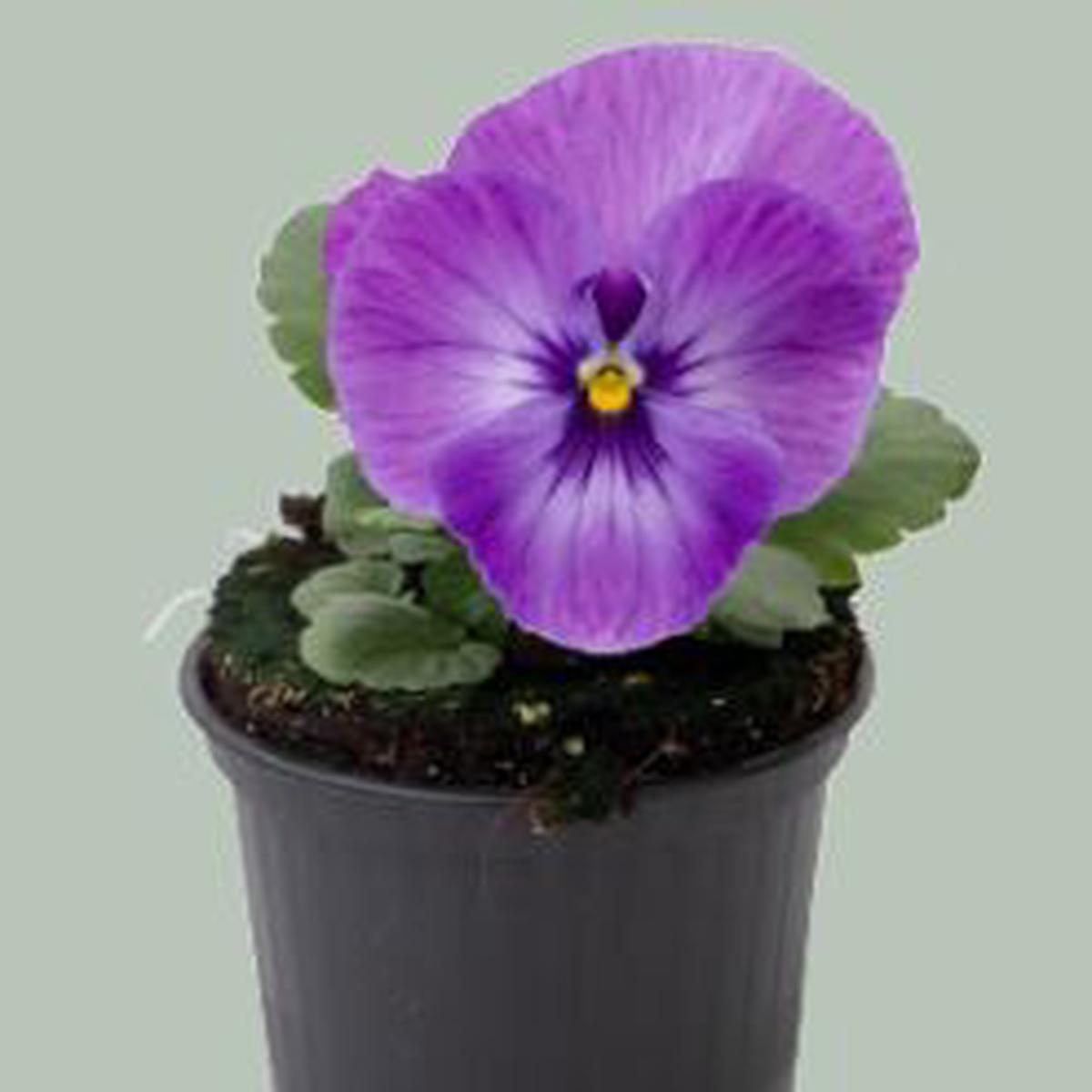 Viola wittrockiana Inspire Plus Marina Lavender