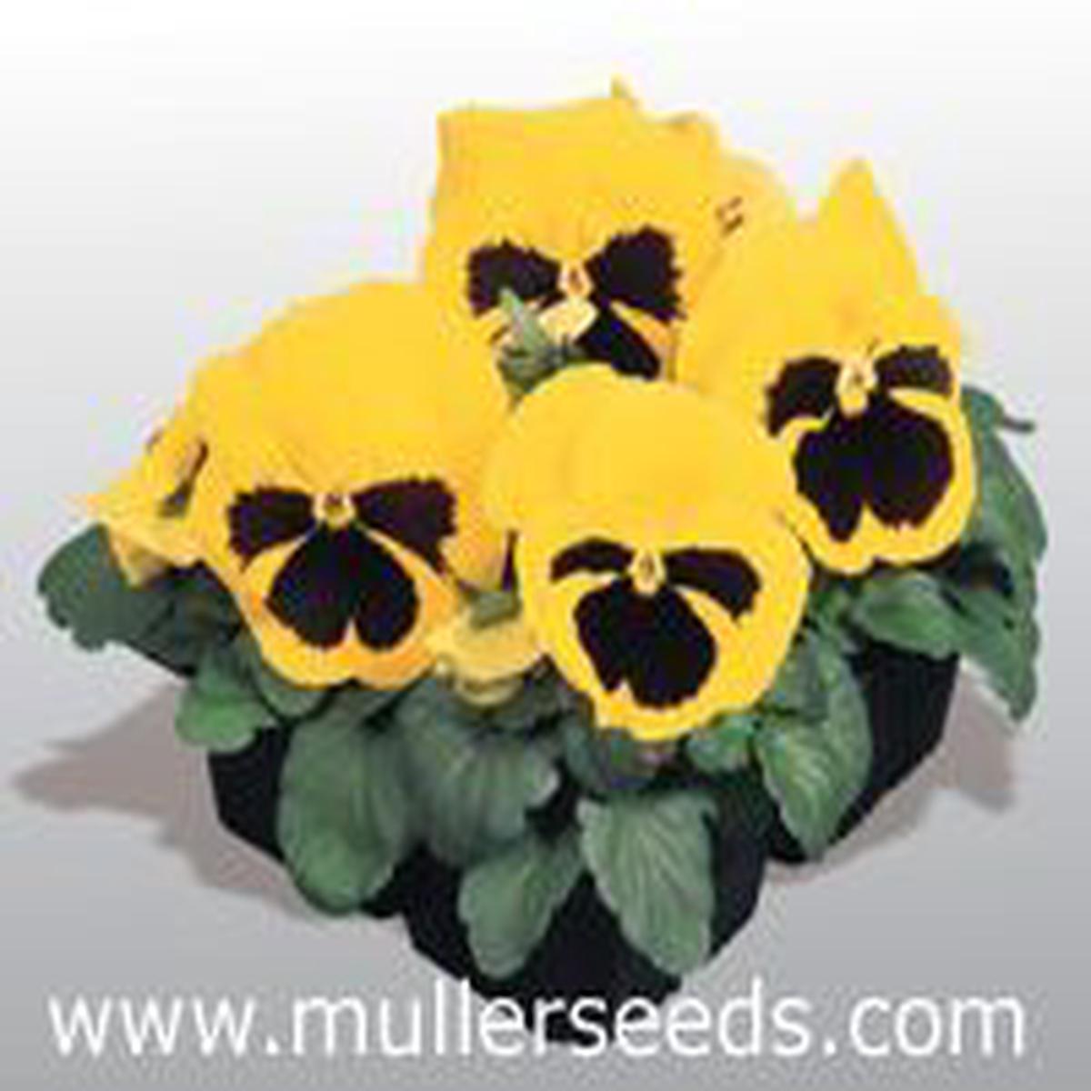 Viola wittrockiana Inspire Plus Yellow Blotch