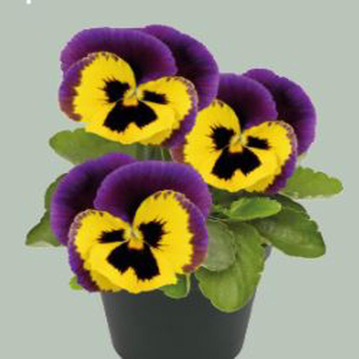Viola wittrockiana Inspire Plus Yellow Purple Wing
