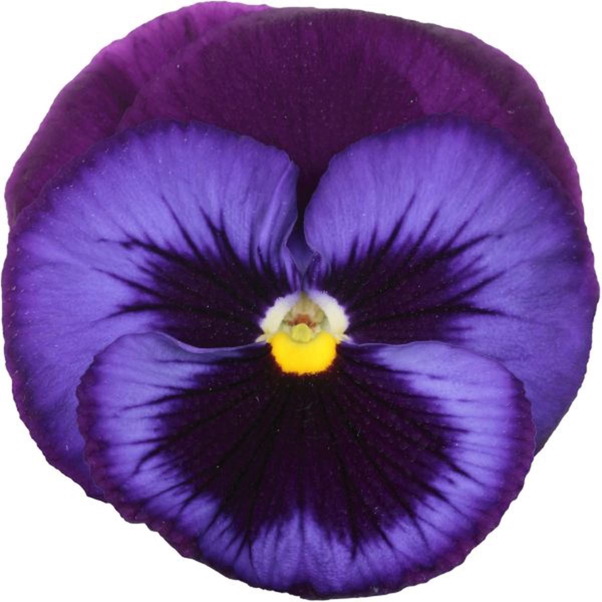 Viola wittrockiana Premier Blue Jeans