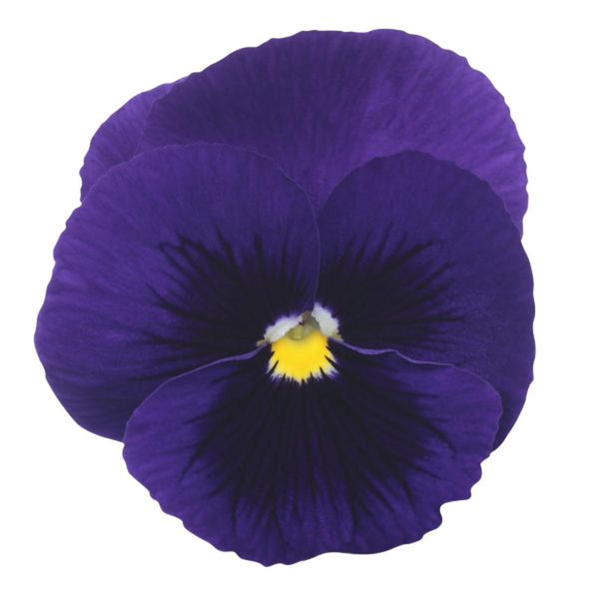 Viola wittrockiana Premier Deep Blue With Blotch
