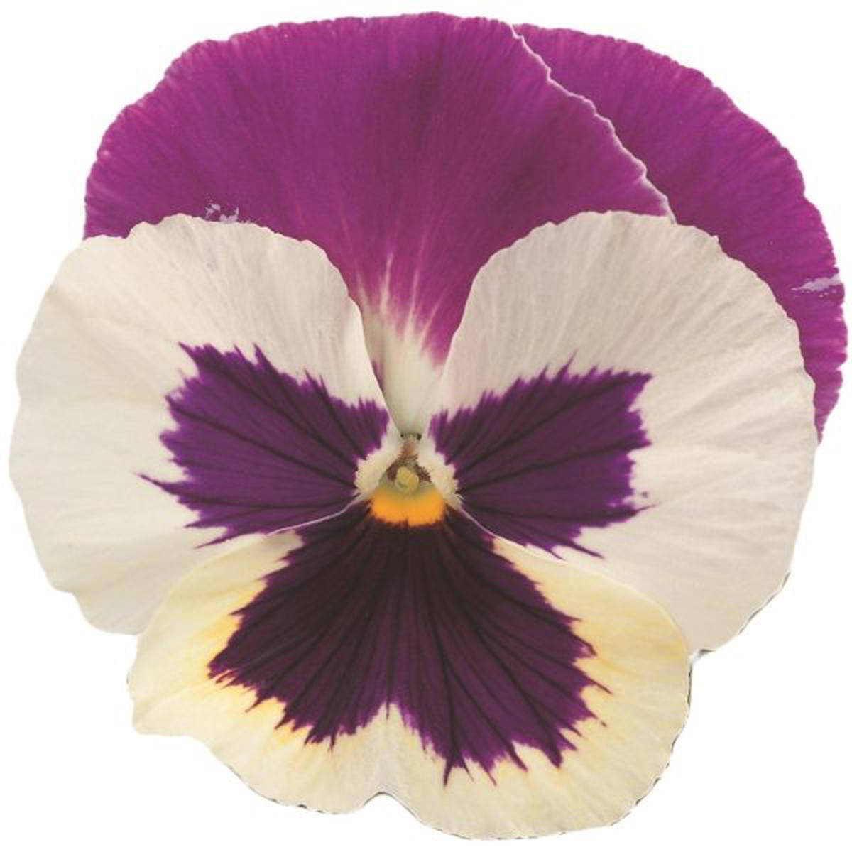 Viola wittrockiana Premier Purple Rose & White