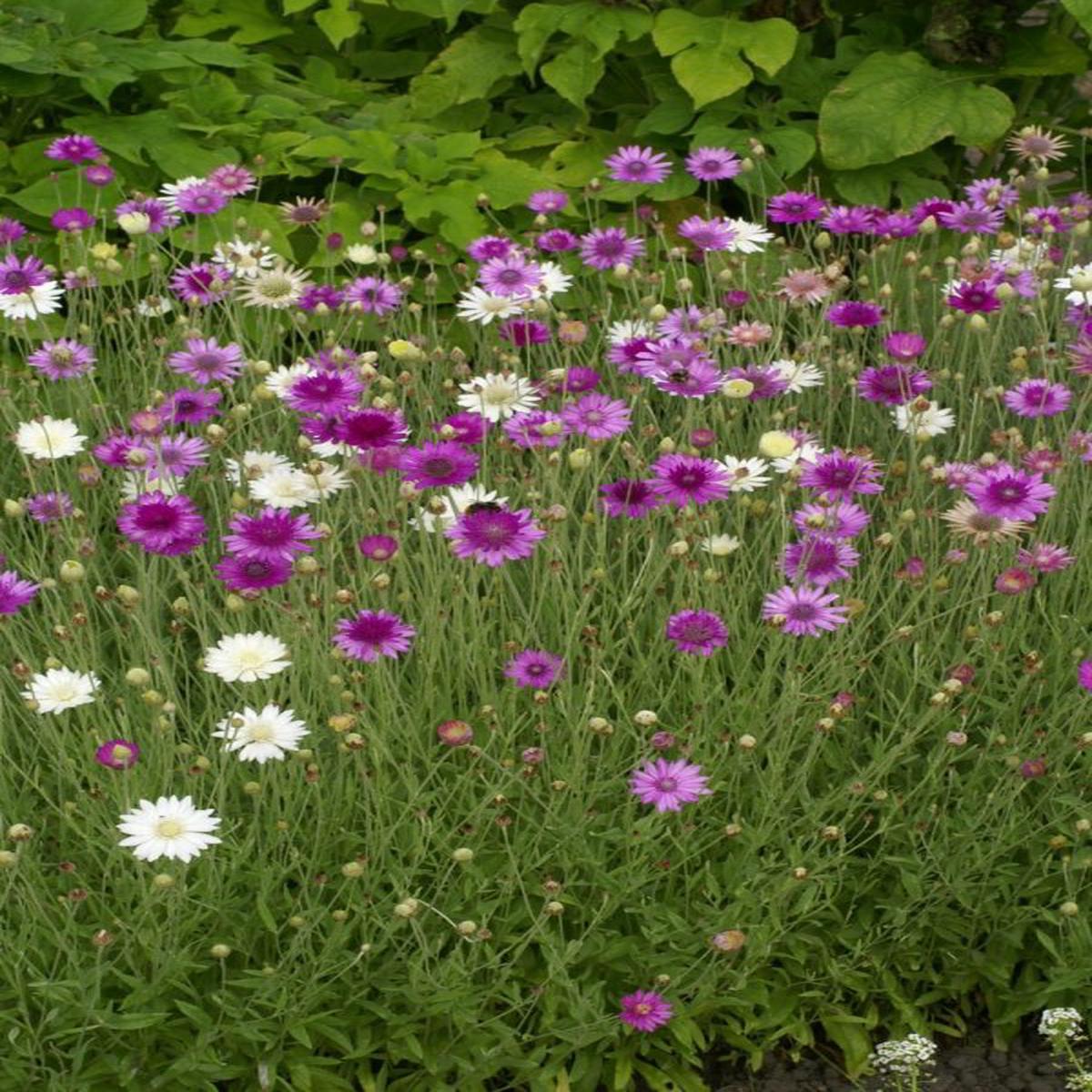Xeranthemum annuum Mixed