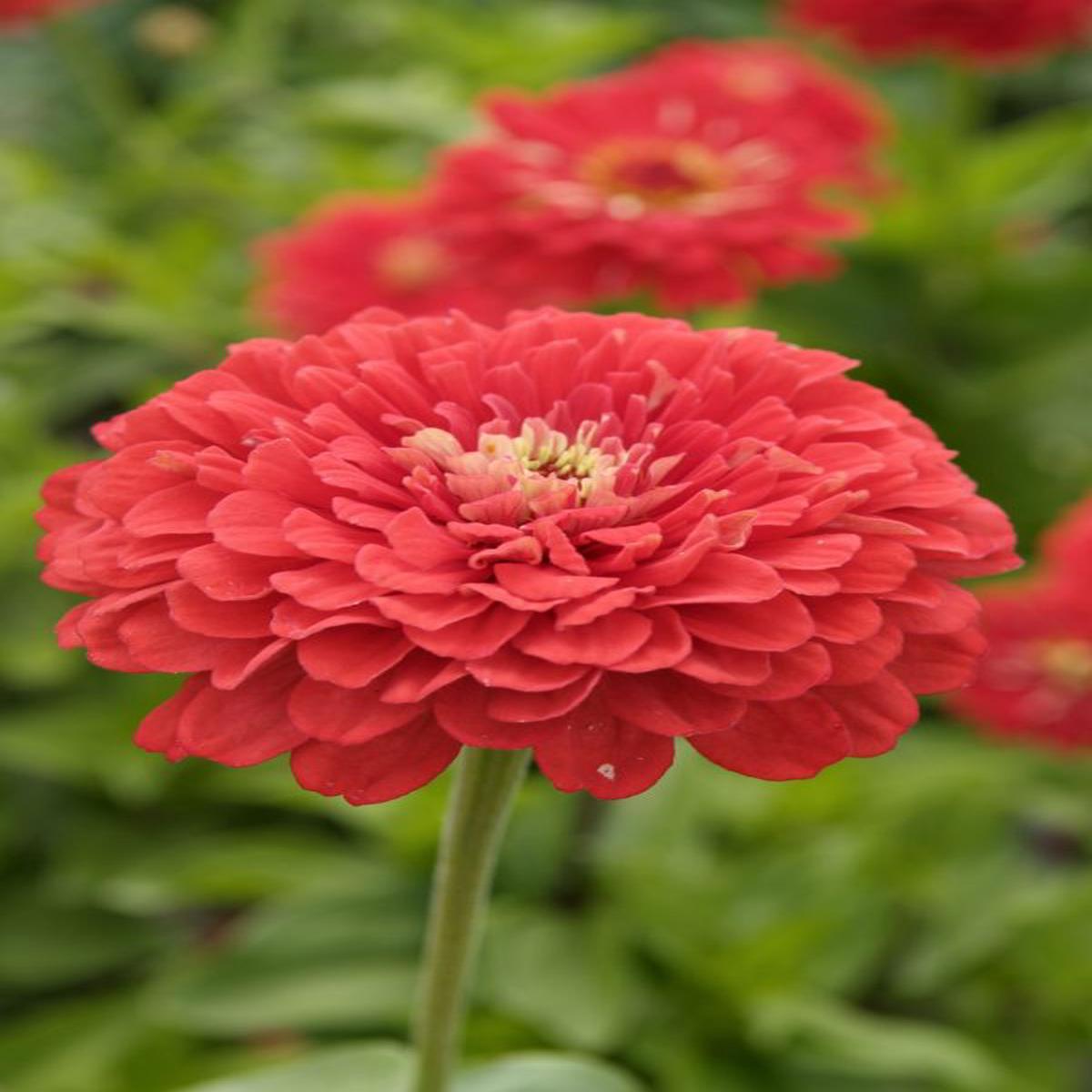 Zinnia elegans Dahlia-flowered Coral Beauty
