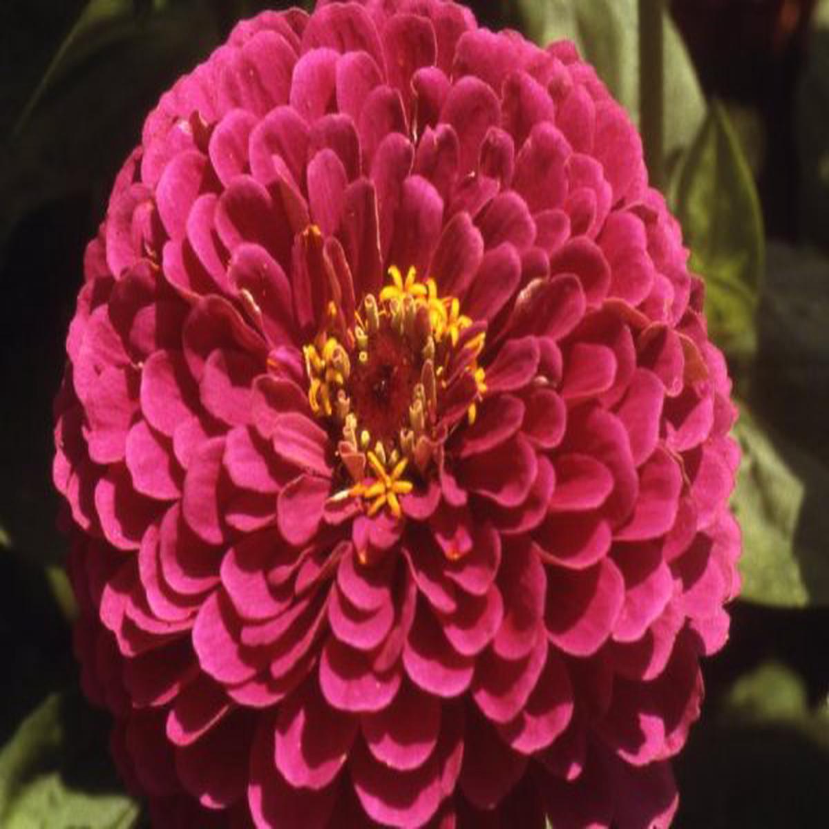 Zinnia elegans Purple Prince