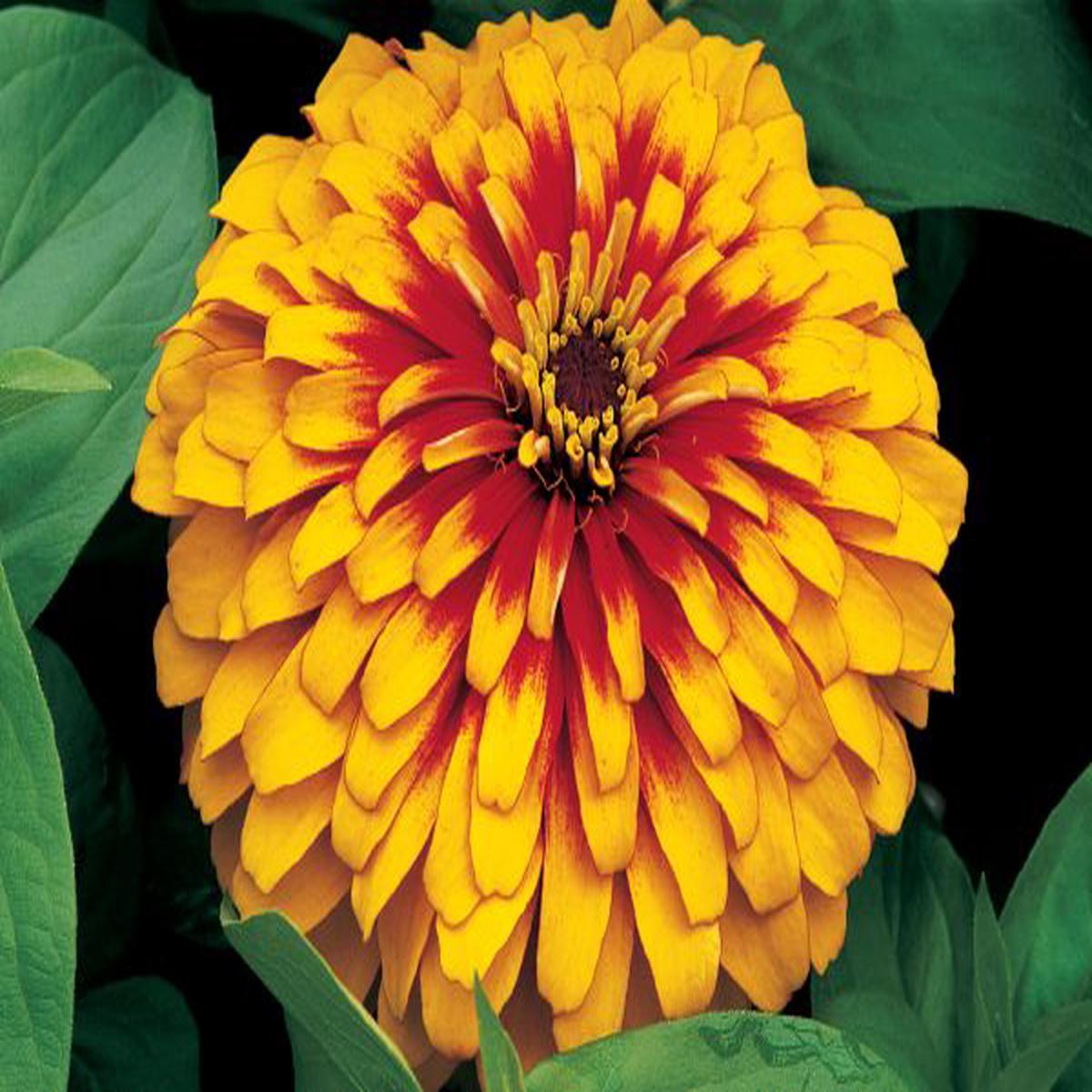 Zinnia elegans Swizzle Scarlet/Yellow
