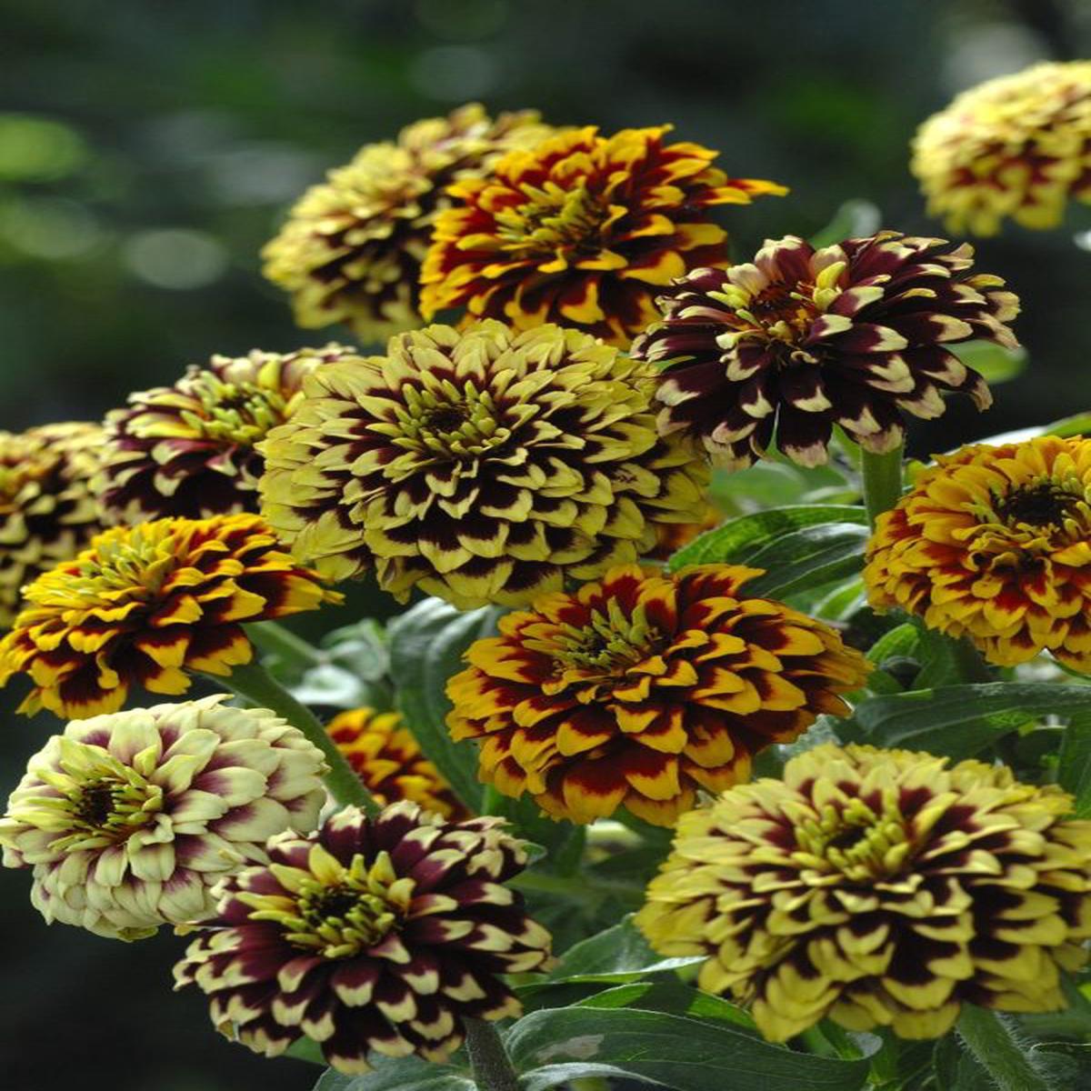 Zinnia haageana Jazzy Mixture