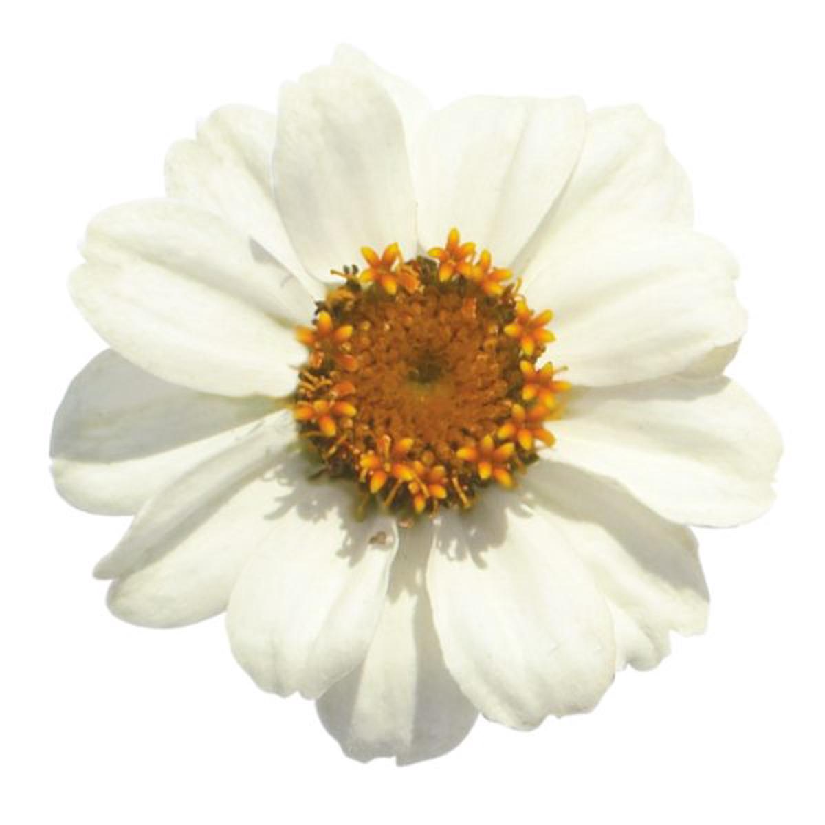 Zinnia x hybrida Profusion White