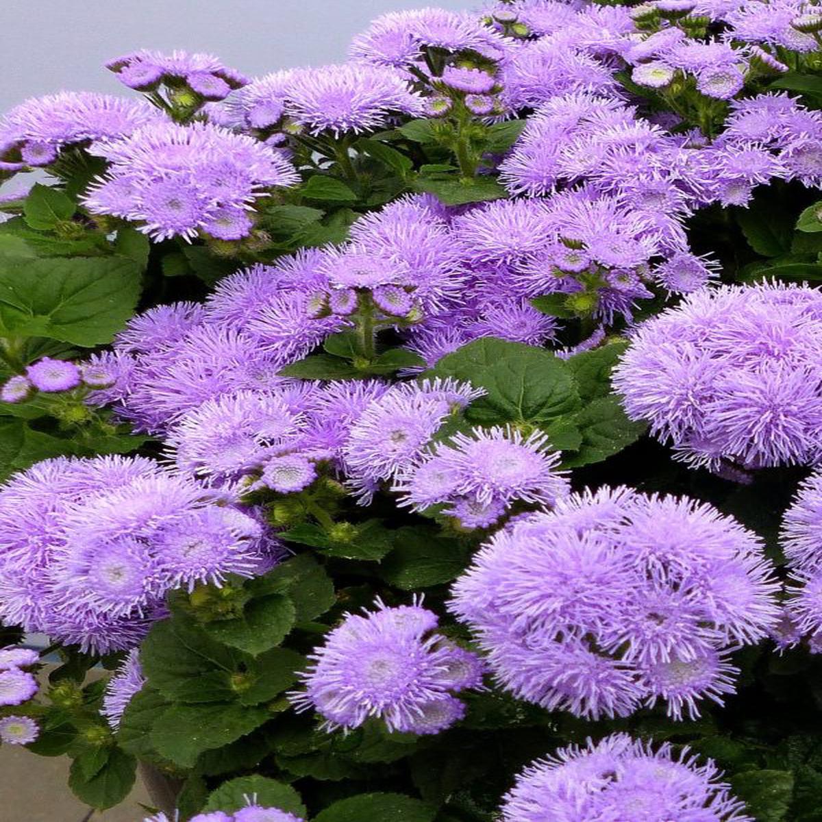 Ageratum houstoniamum Kona Blue