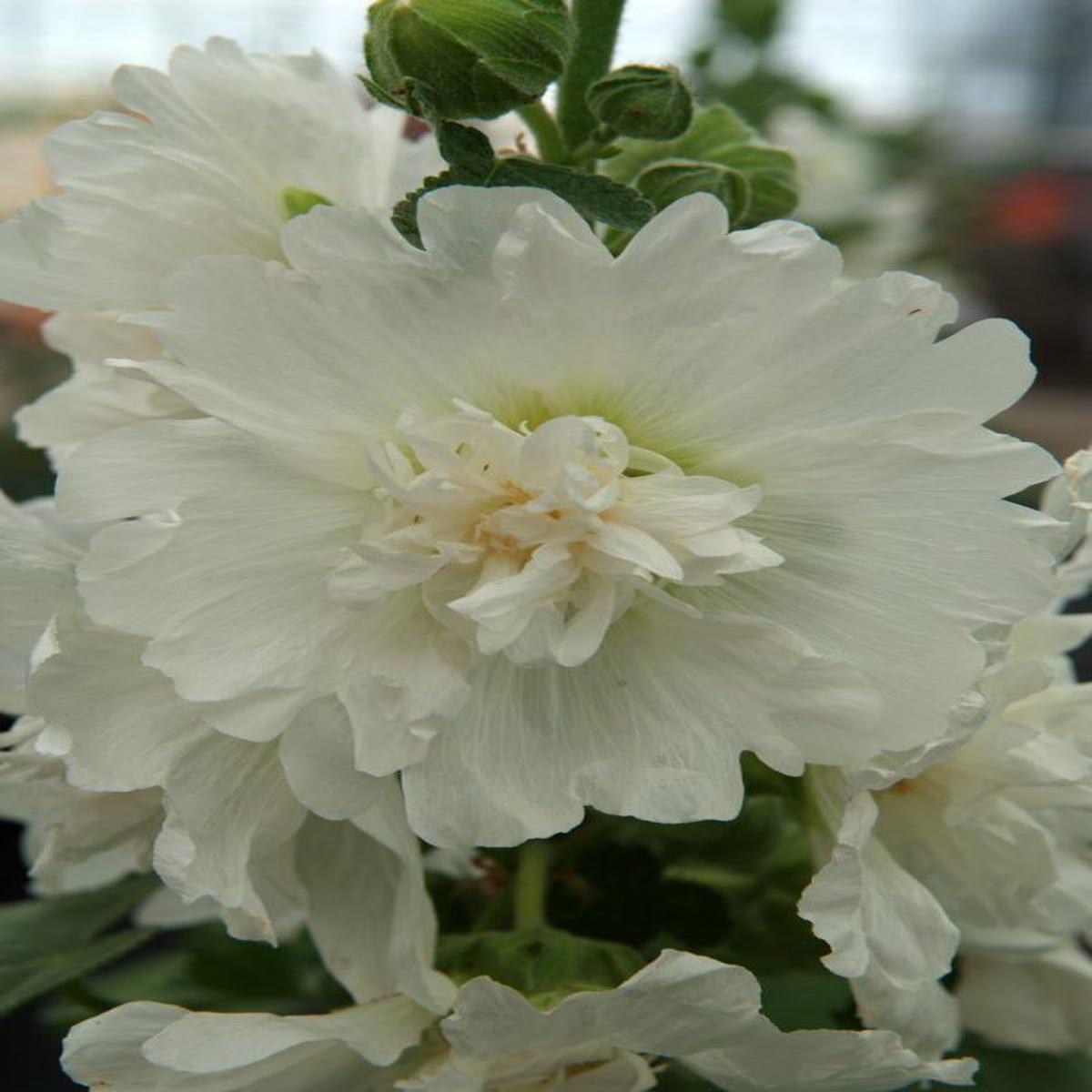 Alcea rosea Spring Celebrities White
