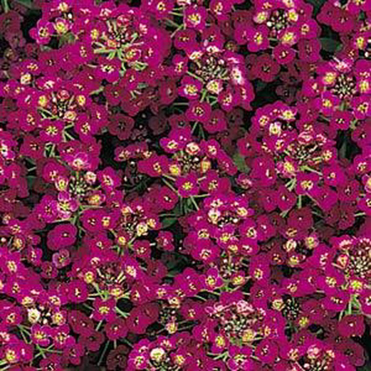 Alyssum (lobularia) maritima Easter Bonnet Violet