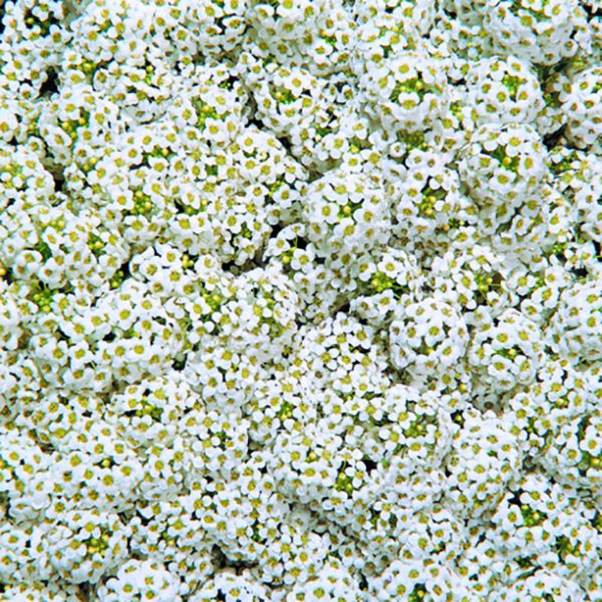 Alyssum (Lobularia) maritima Wonderland White