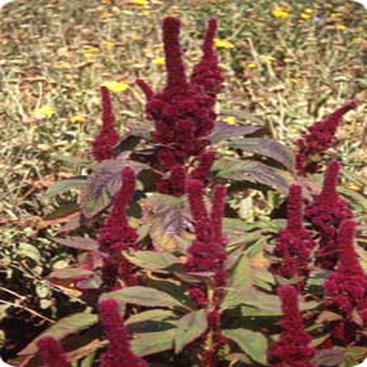 Amaranthus cruentus Roter Dom