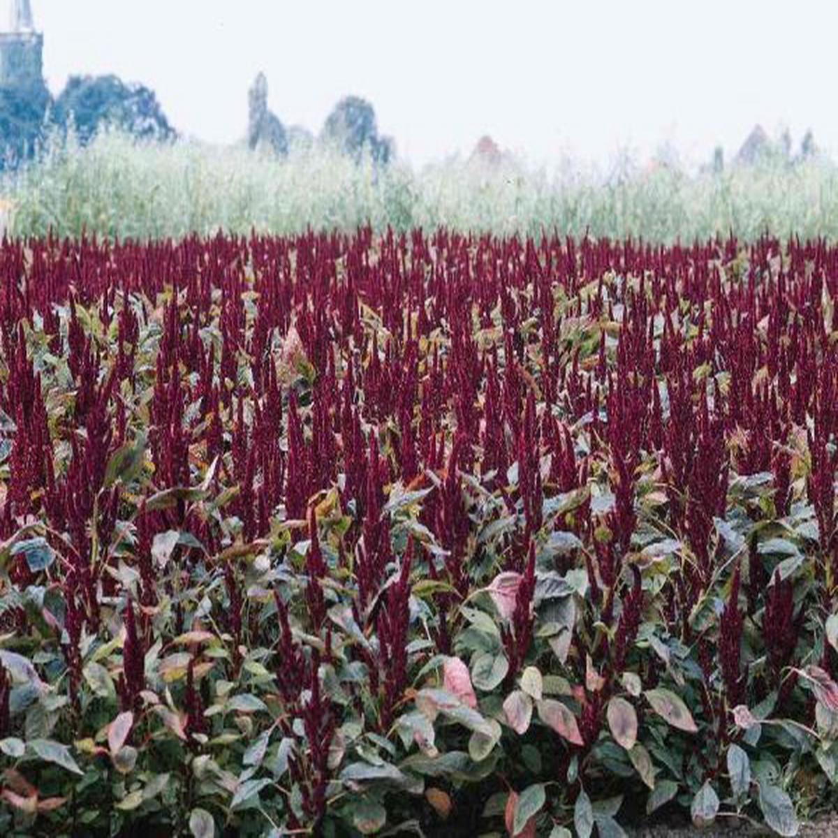Amaranthus sanguineus nanus Pygmy Torch