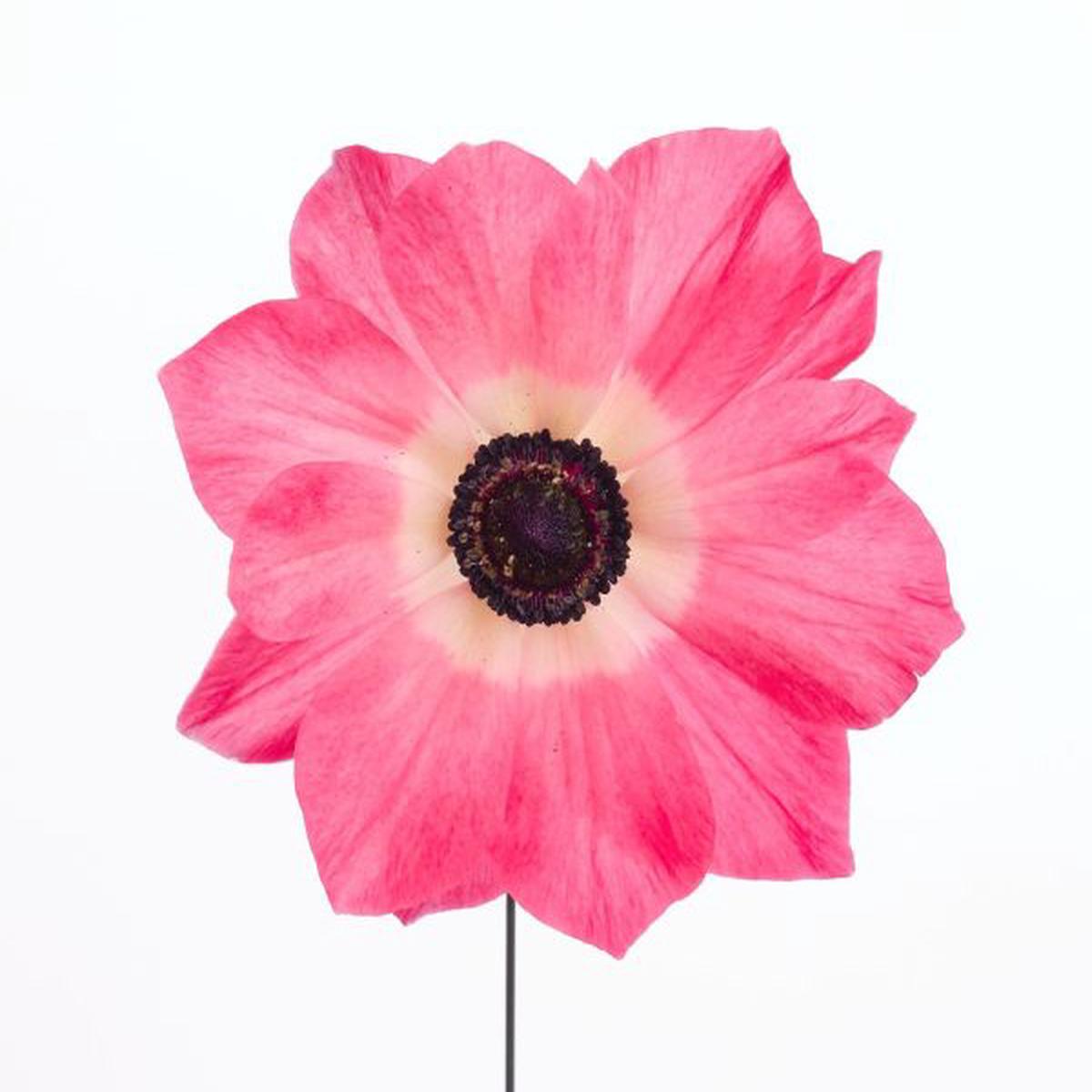 Anemone coronaria Gemstone Pink