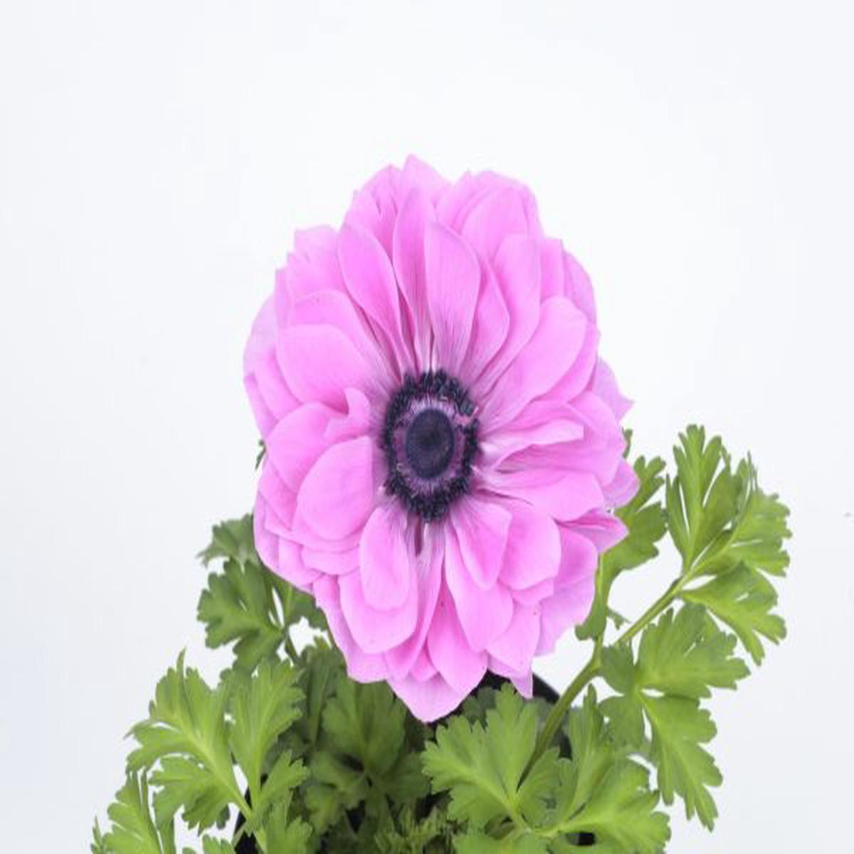 Anemone coronaria Harmony Double Rose
