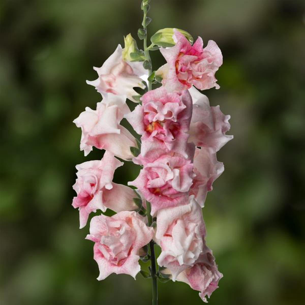 Antirrhinum majus Sweet Duet Appleblossom