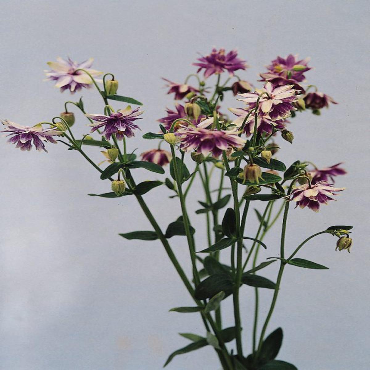 Aquilegia vulgaris Purple Barlow