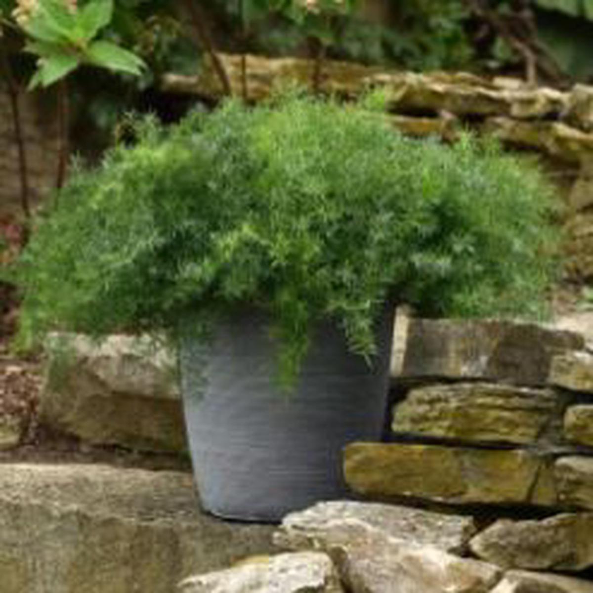 Asparagus densiflorus Sprengeri Fuzzy Fern Frizz