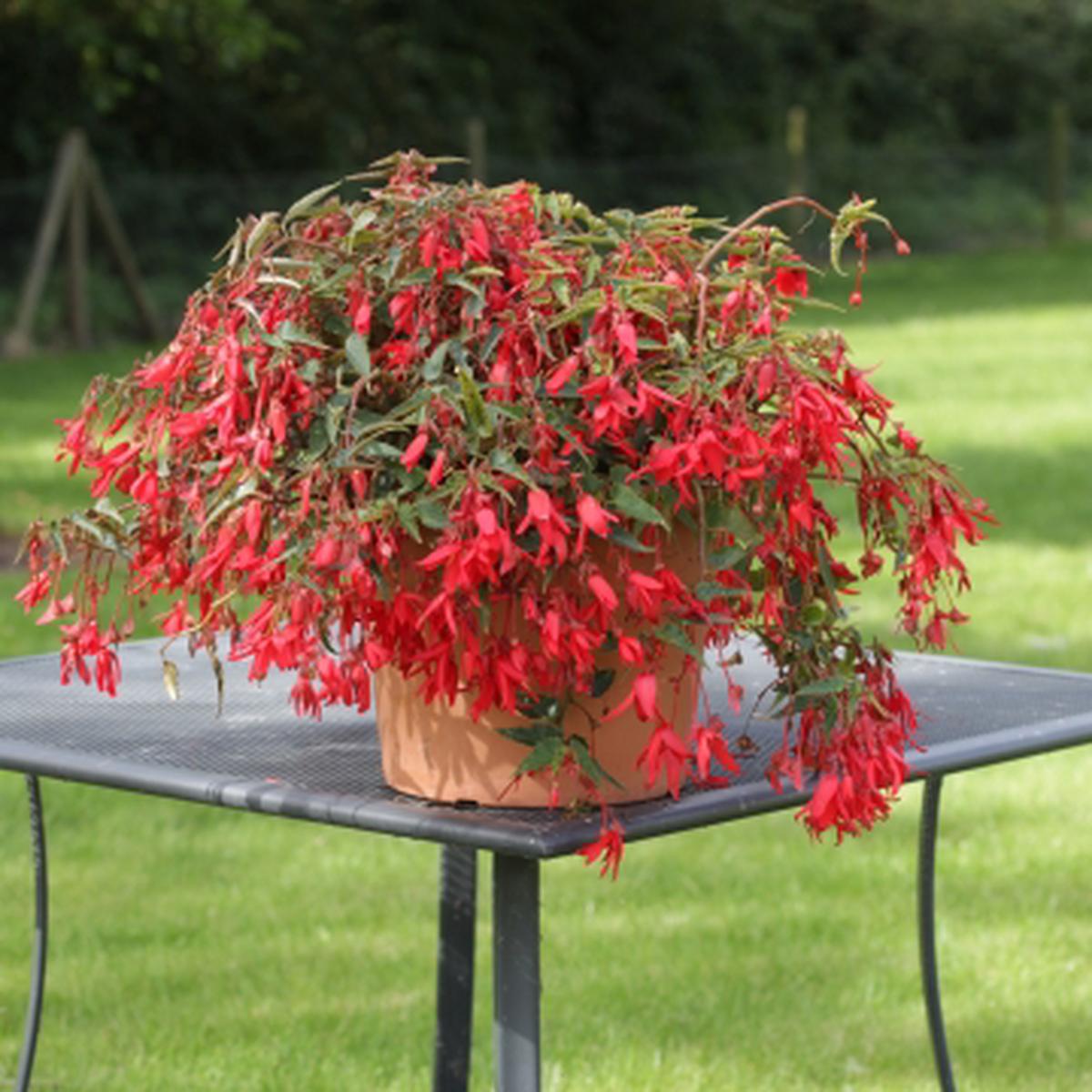 Begonia boliviensis Bossa Nova Red