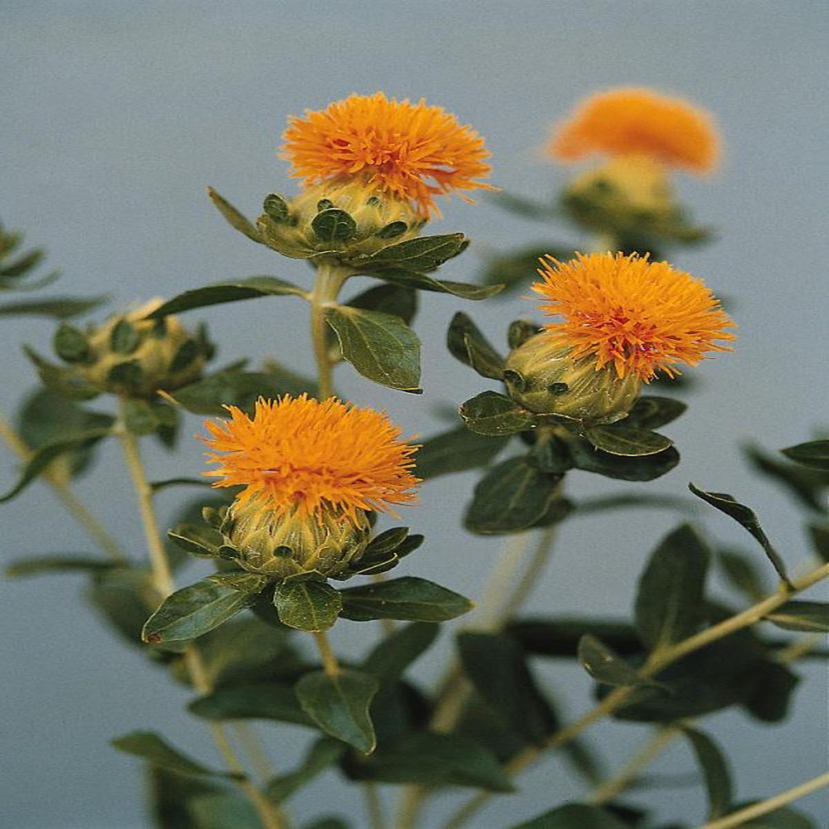 Carthamus tinctorius Orange Grenade