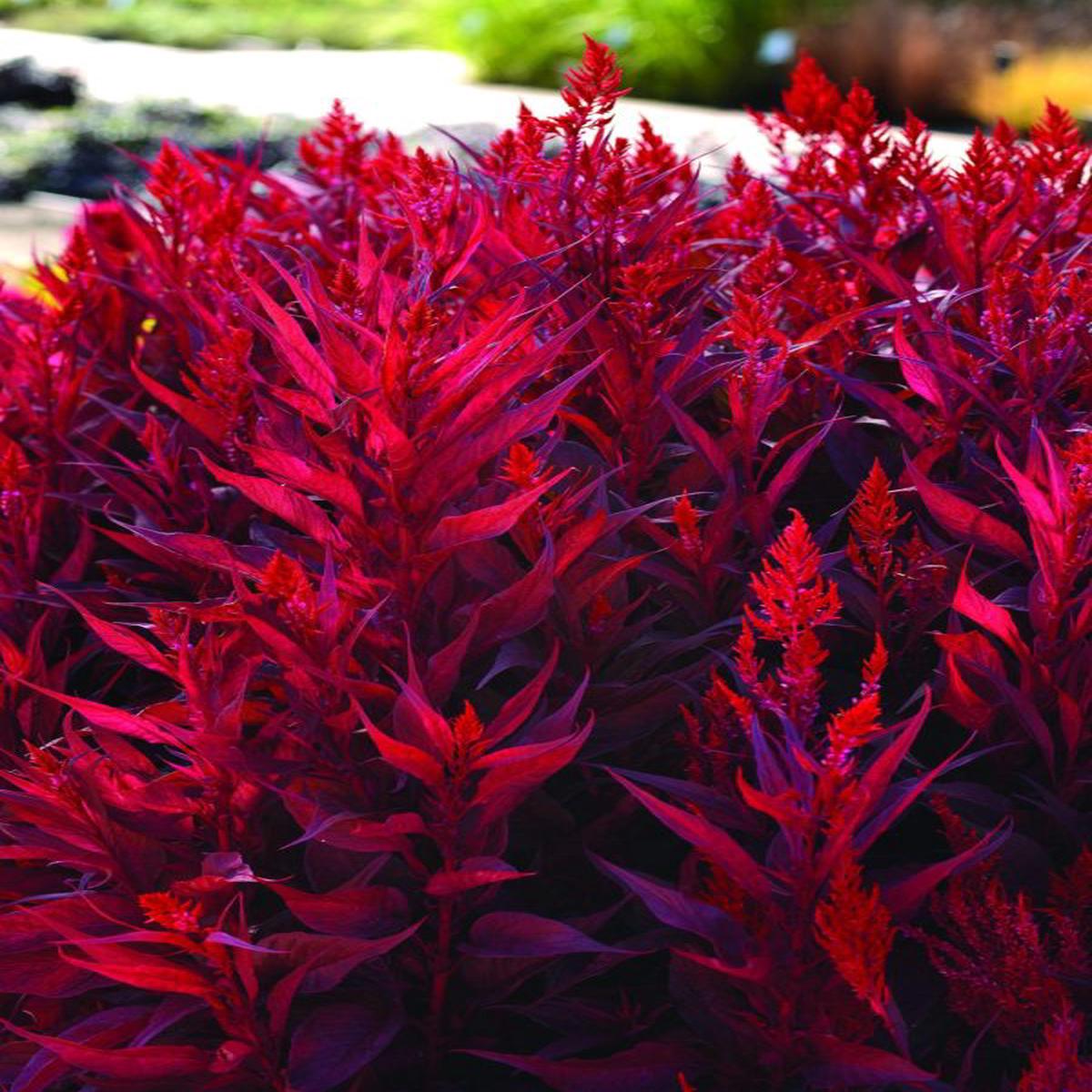 Celosia argentea plumosa Dragons Breath