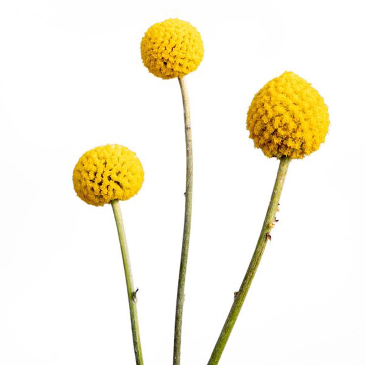Craspedia globosa SolarPop