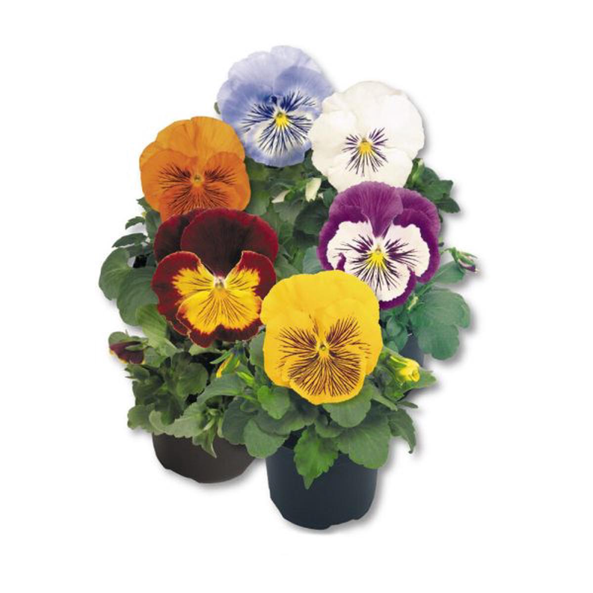 Viola wittrockiana Cats Mix