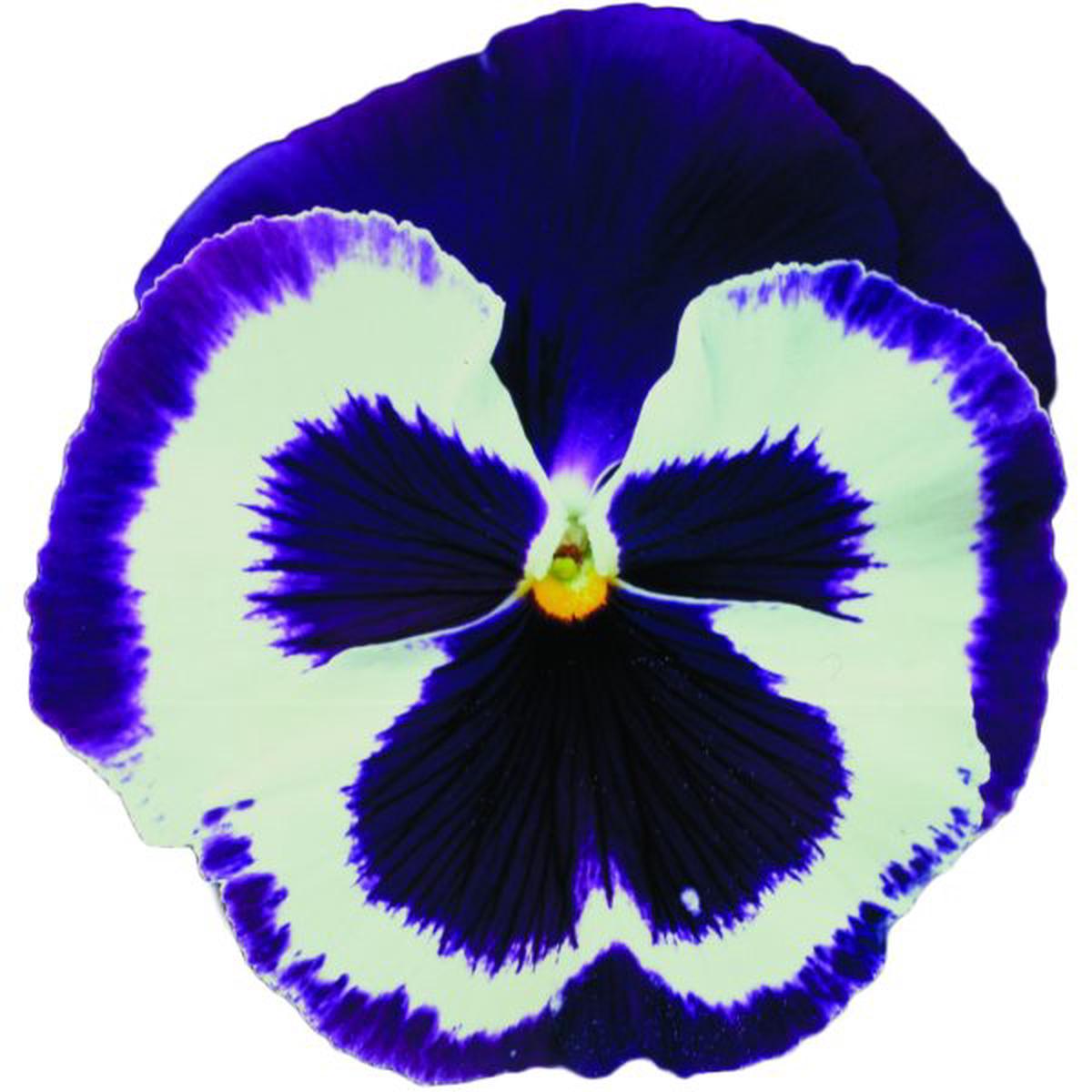 Viola wittrockiana Power Blue & White